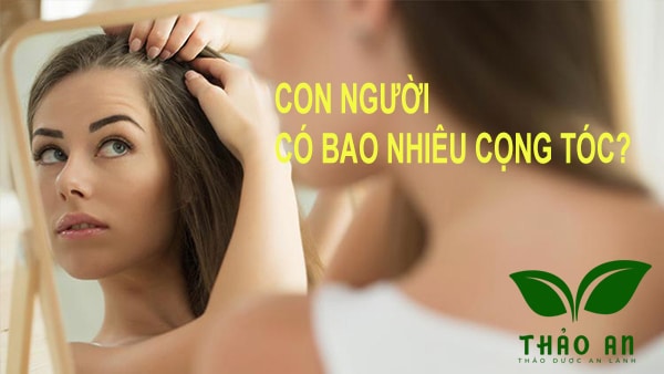 Con người có bao nhiêu cọng tóc