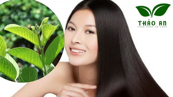 5 cách sử dụng lá ổi để chữa tóc bạc sớm