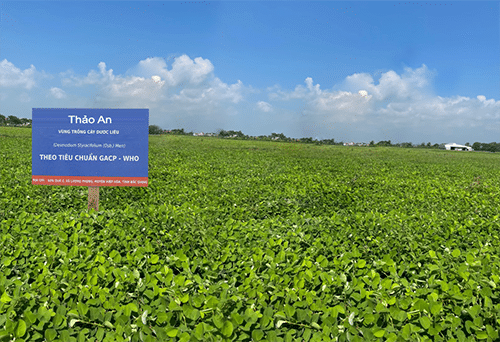 Cánh đồng trồng thảo dược của Thảo An