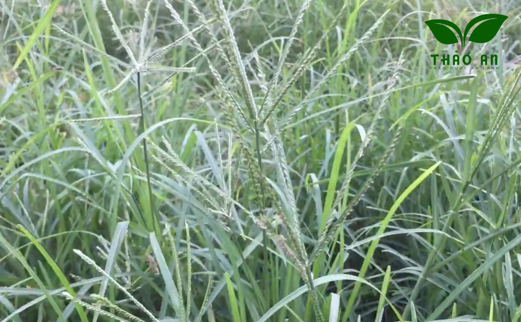 Cây cỏ mần trầu